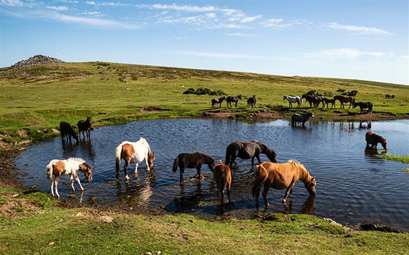 Dartmoor & Coastal Devon